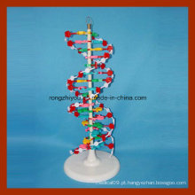 Modelo de estrutura de dupla hélice de DNA grande para educação